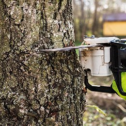 Tree Trimming